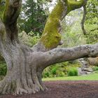 Alter Baum in Muckross - Garden