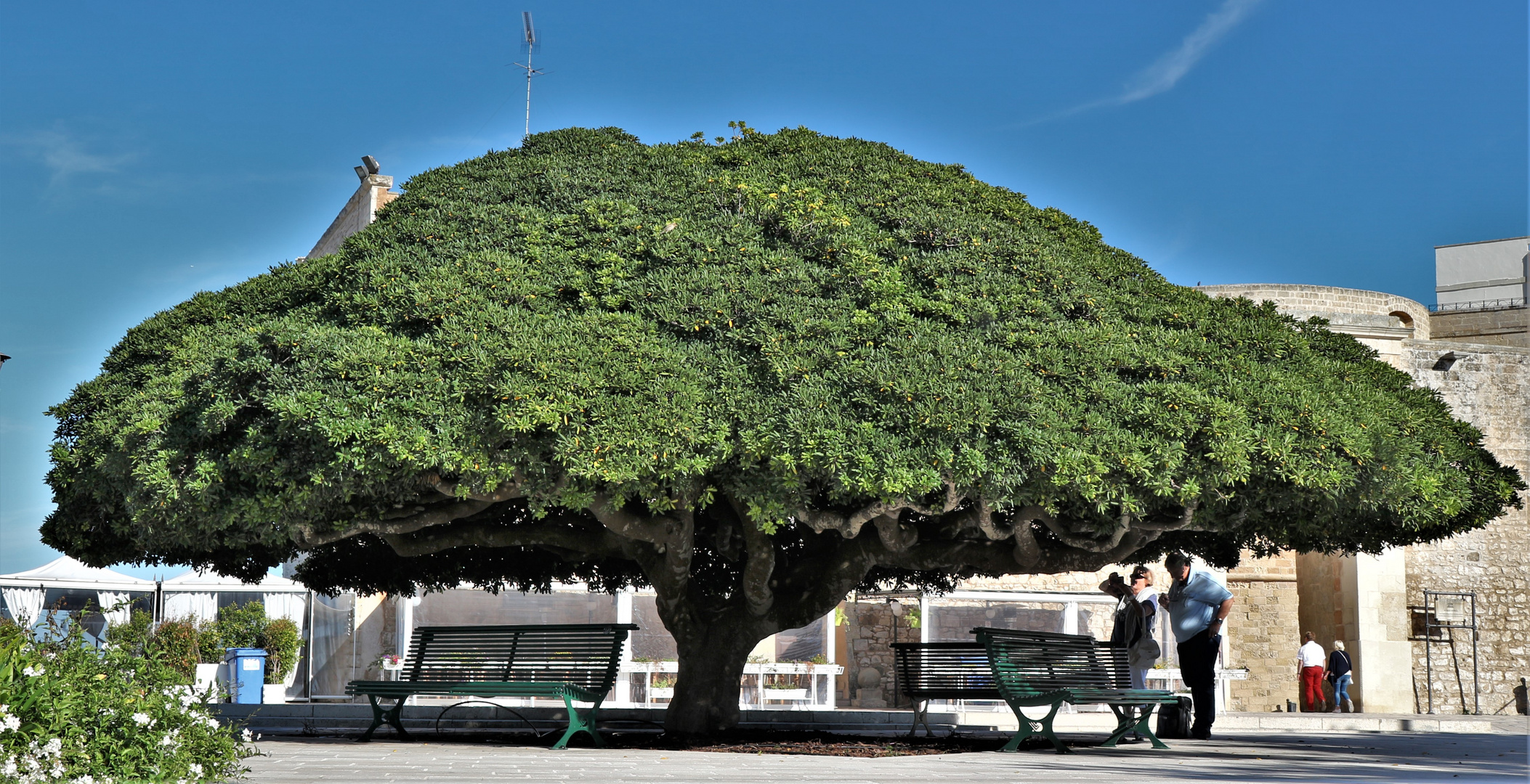 Alter Baum in Otranto