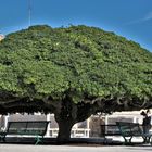 Alter Baum in Otranto