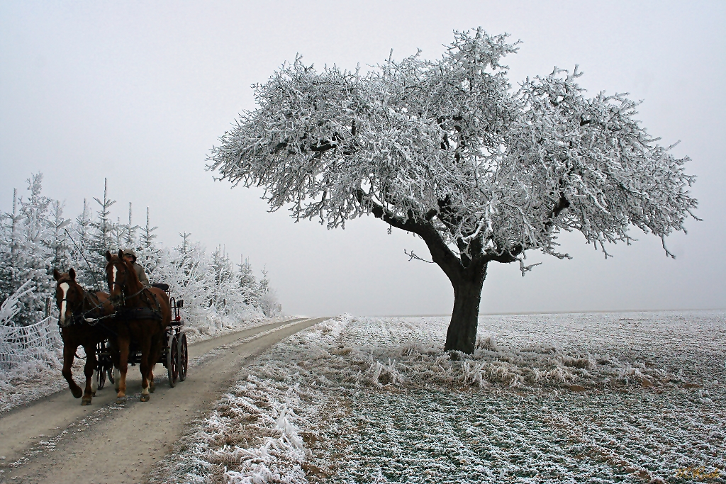 Alter Baum in winterlicher Flur ,