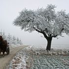 Alter Baum in winterlicher Flur ,