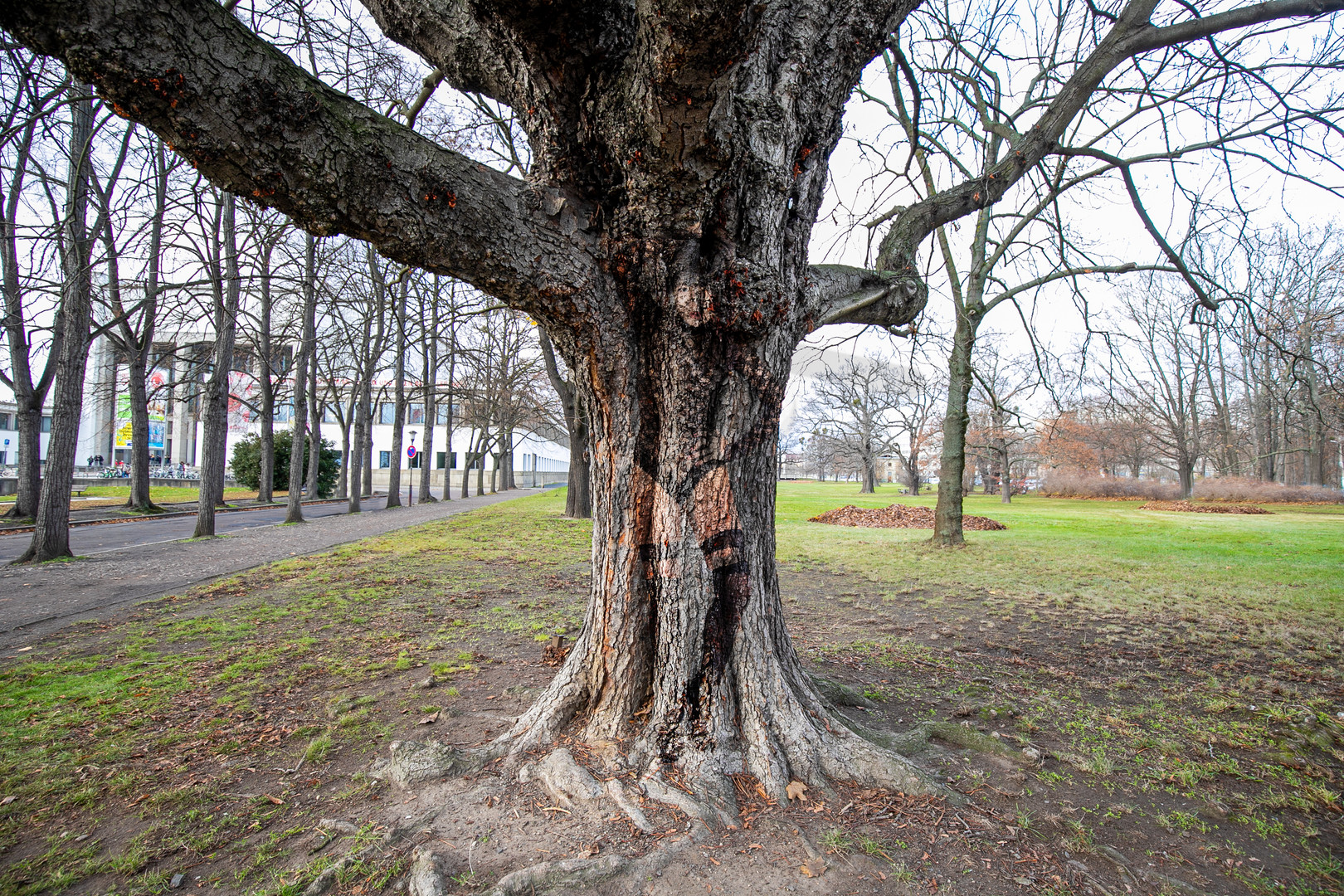 Alter Baum - junge Triebe