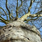 alter Baum - majestätisch 