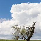 Alter Baum mit Frühlingsgefühlen