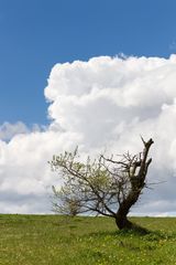 Alter Baum mit Frühlingsgefühlen