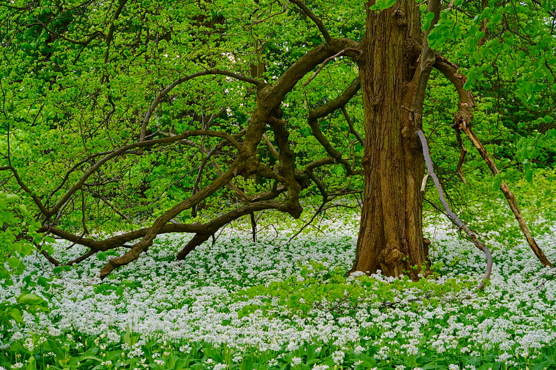 Alter Baum mit jungem Bärlauch...