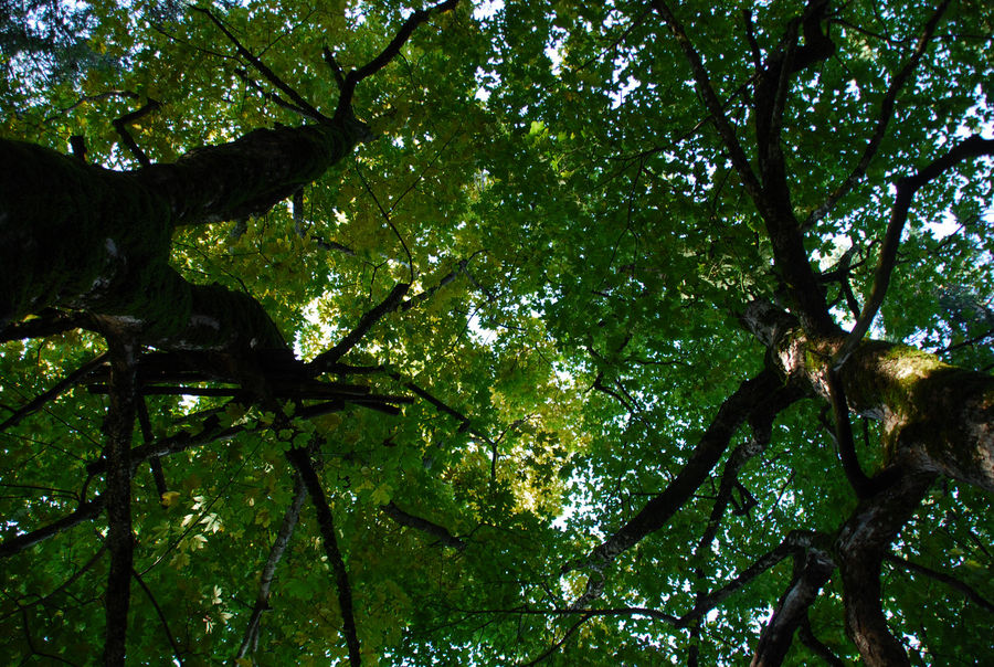 Alter Baum mit Moos