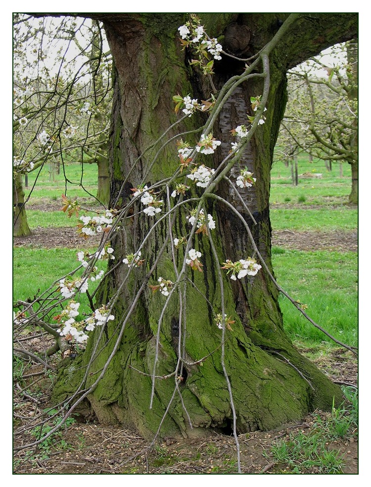 alter Baum mit neuen Blüten