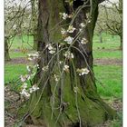 alter Baum mit neuen Blüten