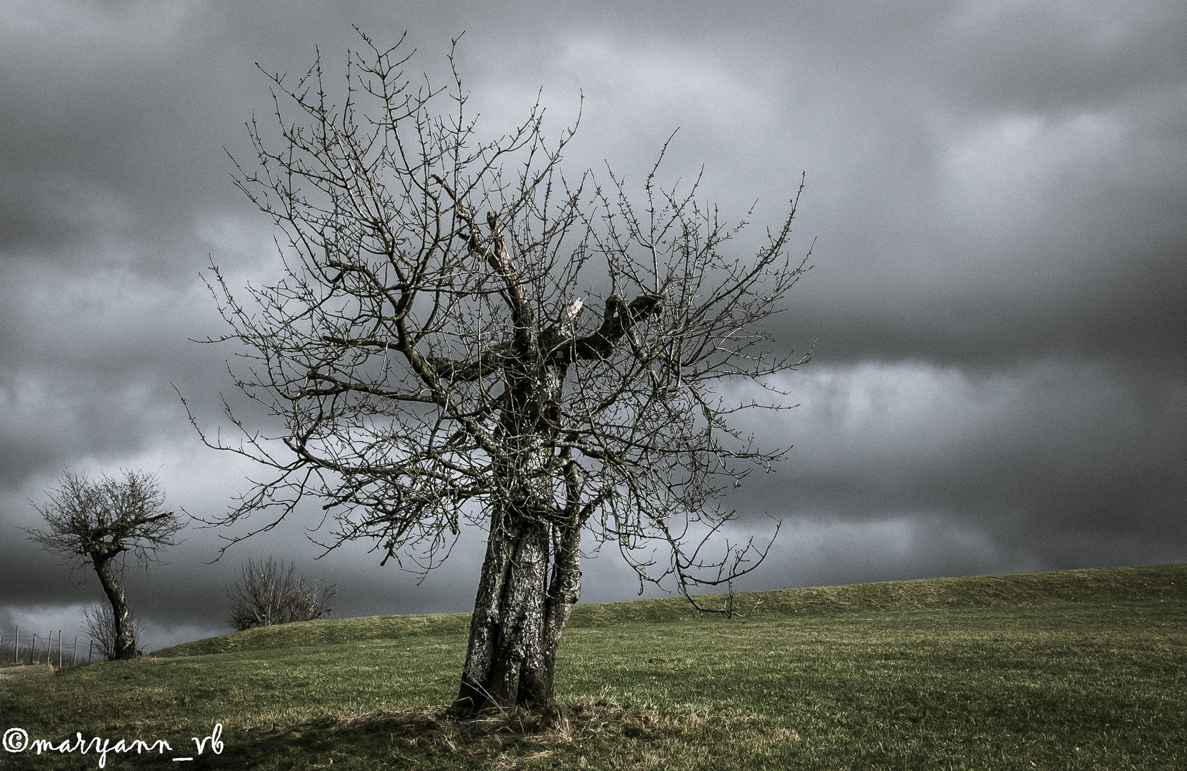 Alter Baum mit Regenwolken