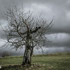 Alter Baum mit Regenwolken