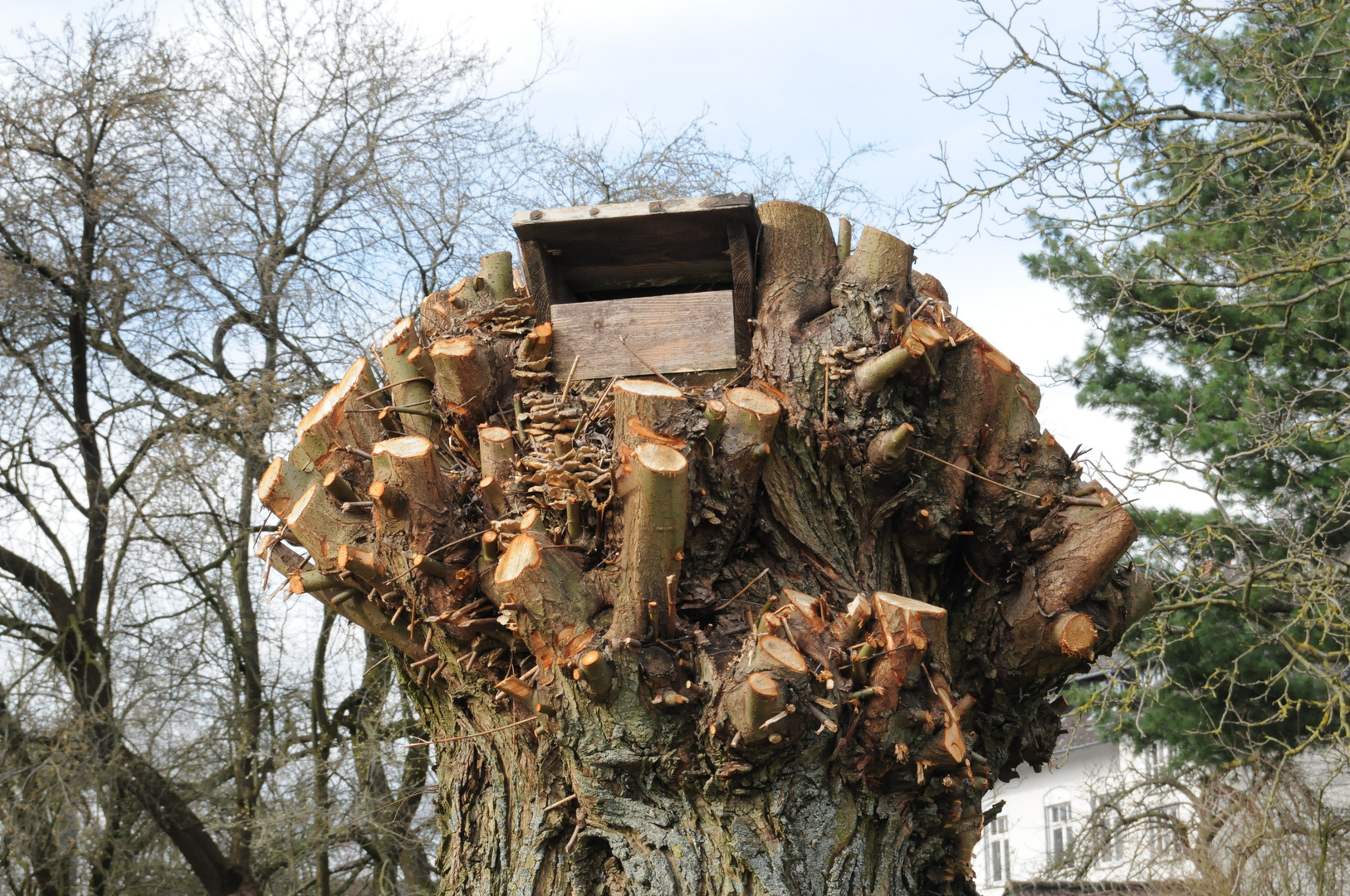 alter Baum mit Vogelhaus