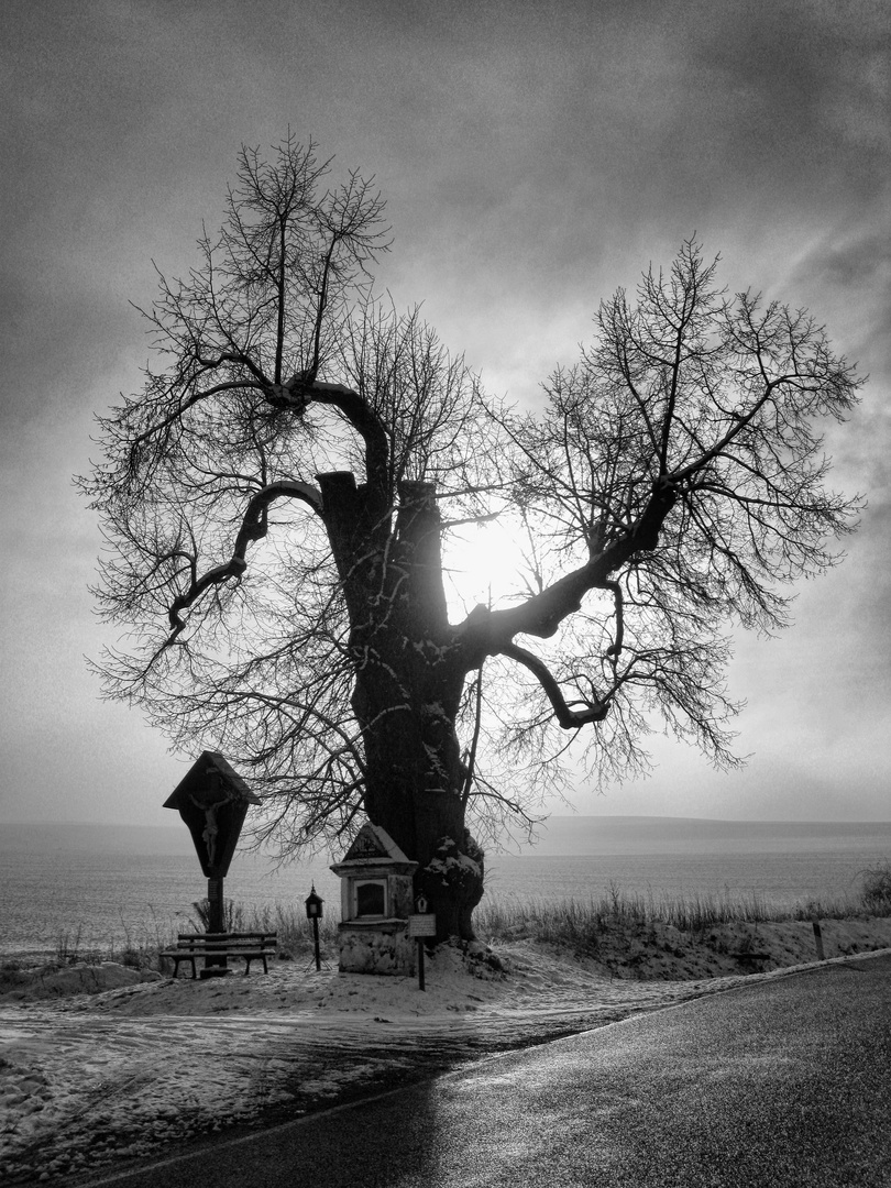 alter Baum mit Wegkreuz