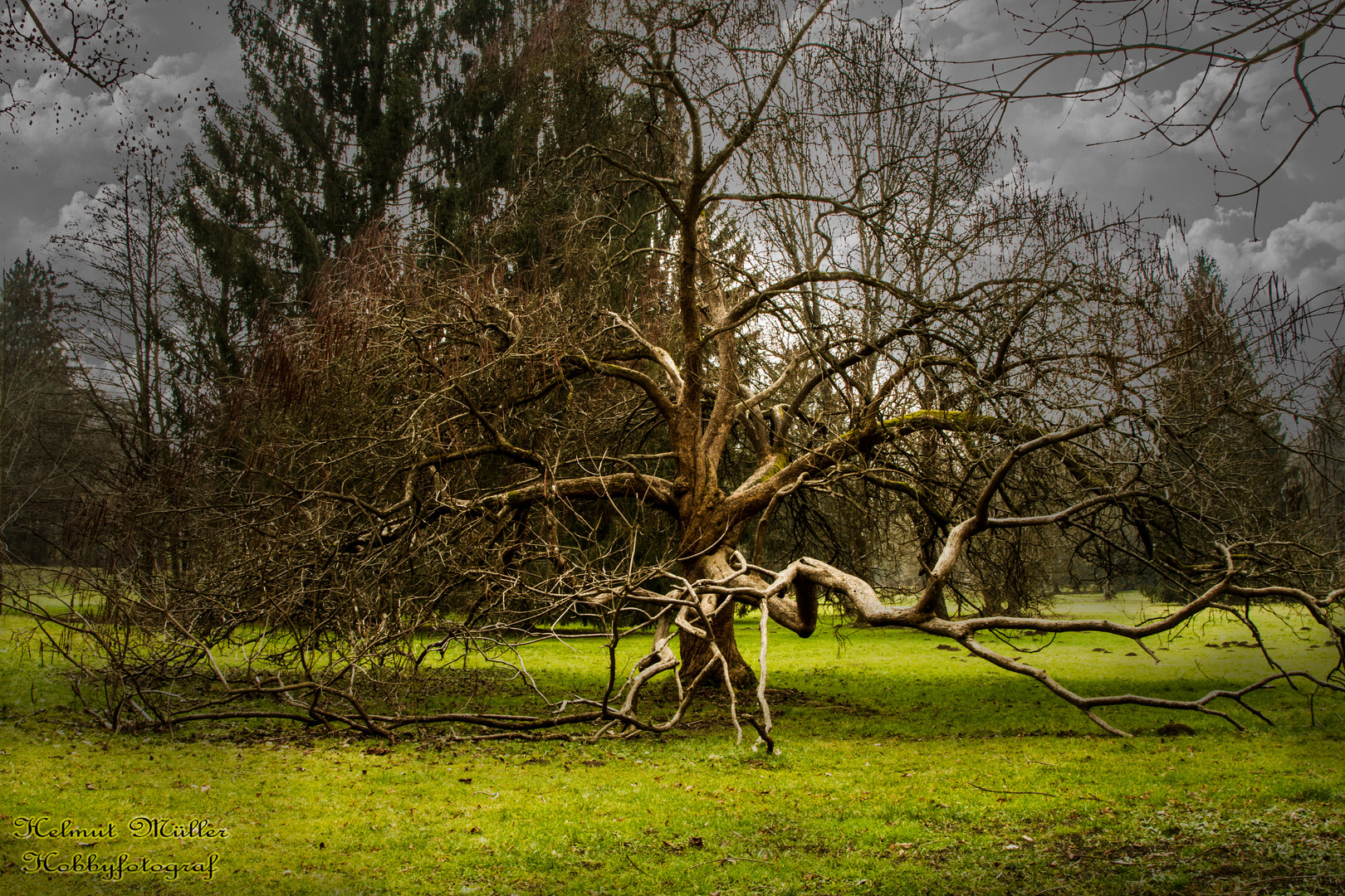 Alter Baum (Nachbearbeitung)