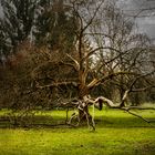 Alter Baum (Nachbearbeitung)