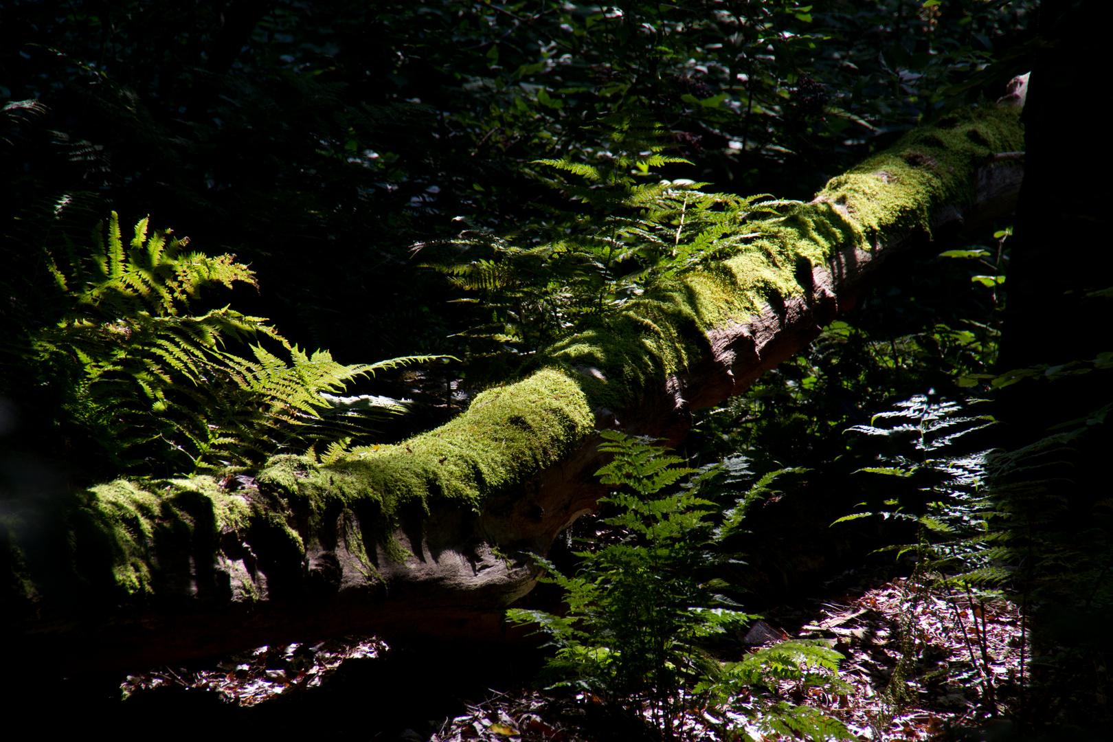 Alter Baum neues Leben