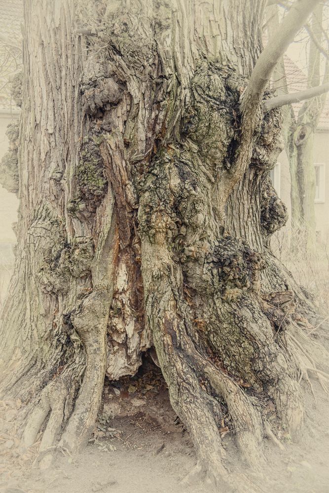 Alter Baum Nietwerder Schwarz Weiss In Farbe Foto Bild Pflanzen Pilze Flechten Baume Baumrinden Wurzeln Aste Bilder Auf Fotocommunity