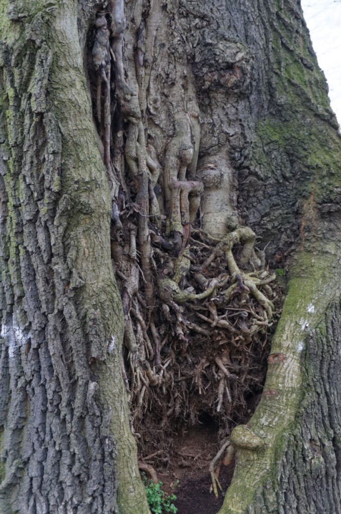 alter Baum - sein Innenleben