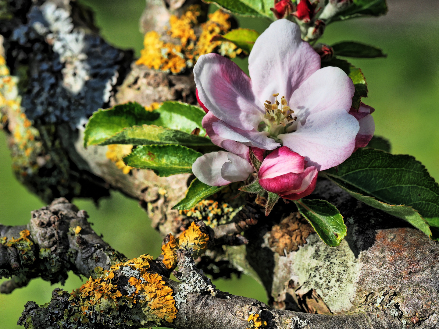 alter Baum treibts bunt