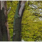 Alter Baum und frisches Grün