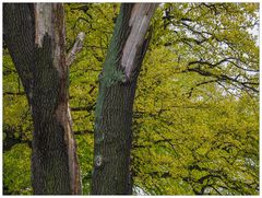 Alter Baum und frisches Grün