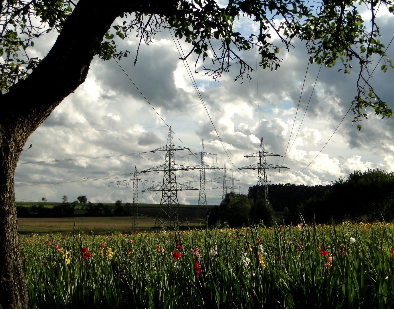 Alter Baum unter Strom (2)