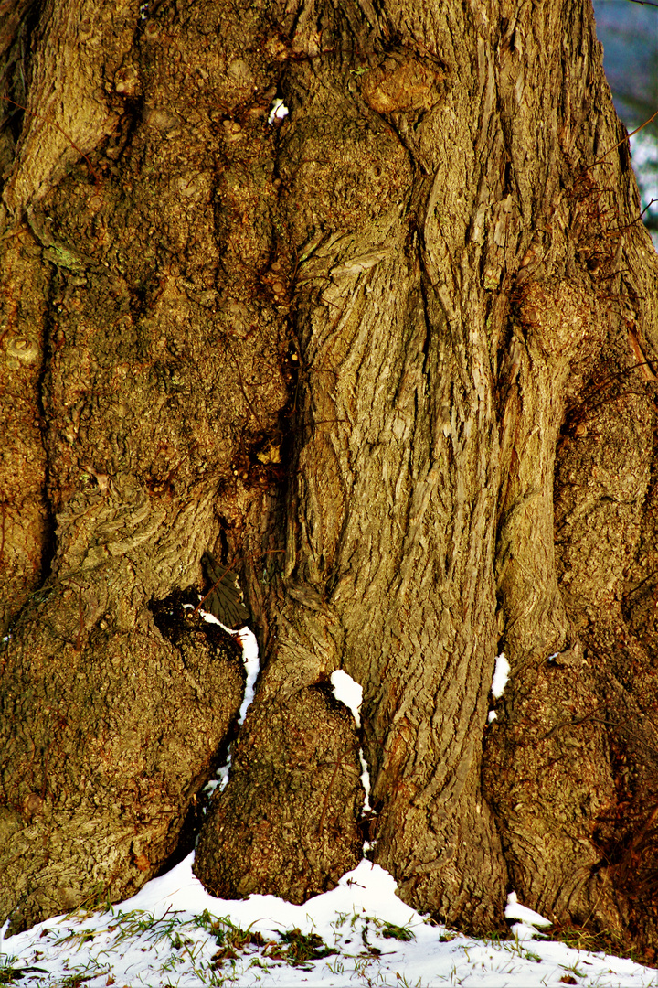 alter Baum voller Kraft