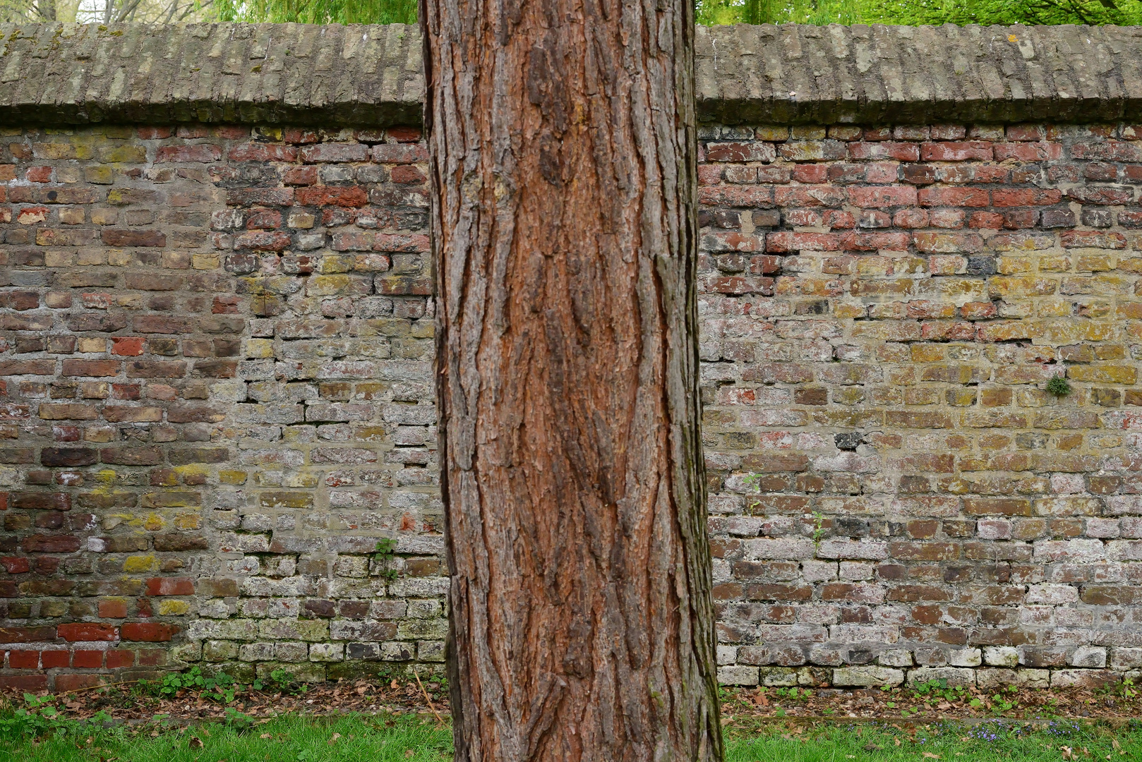 Alter Baum vor alter Mauer