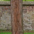 Alter Baum vor alter Mauer