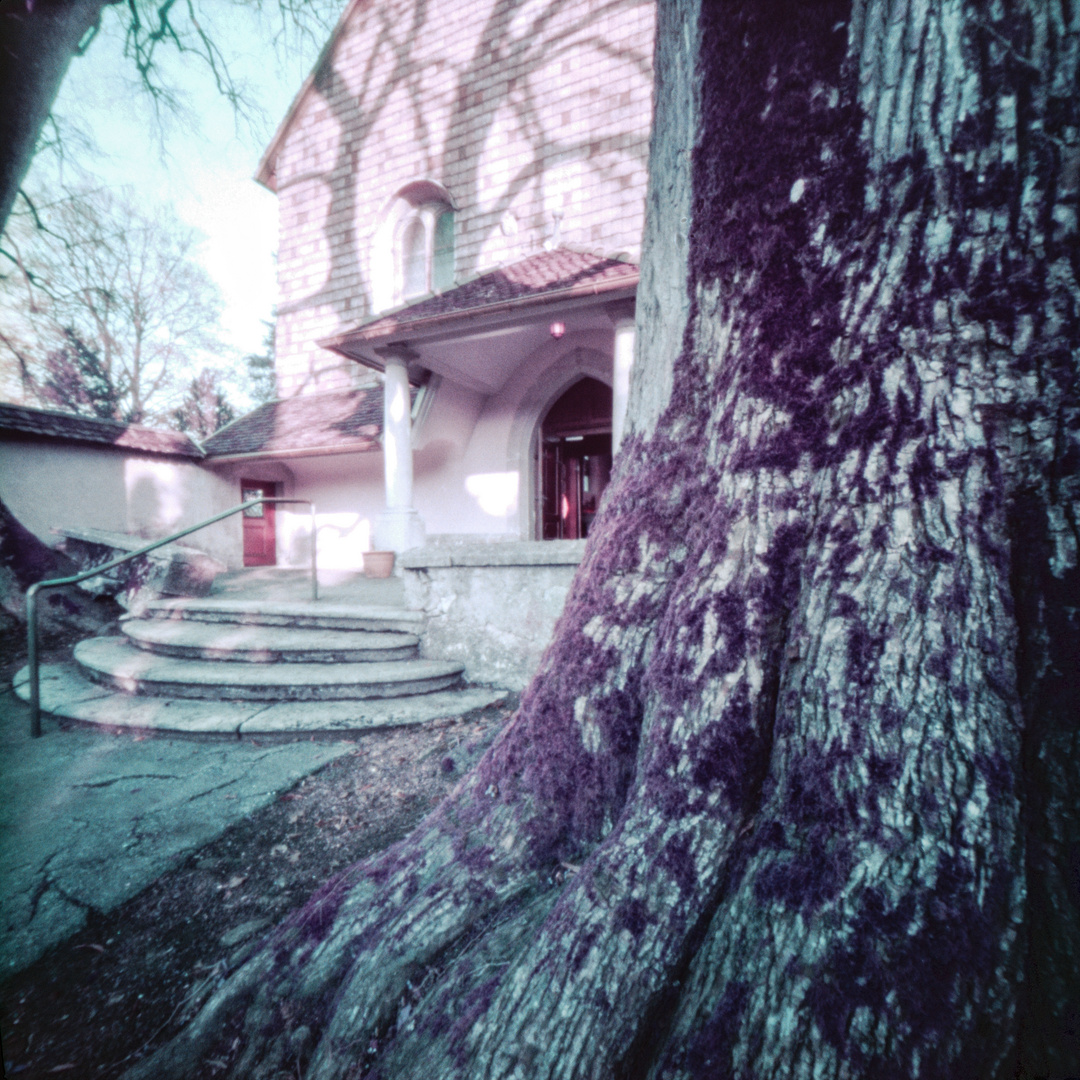 Alter Baum vor dem Kapuzinerkloster