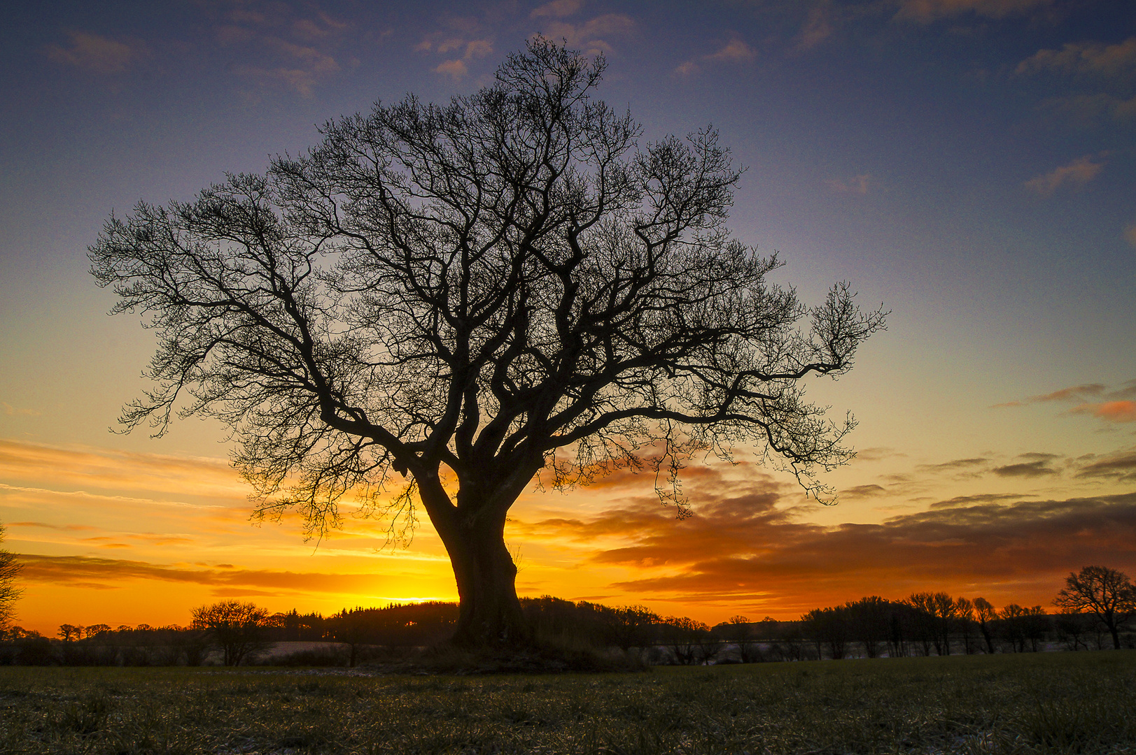 Alter Baum vor Sonnenaufgang