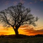 Alter Baum vor Sonnenaufgang