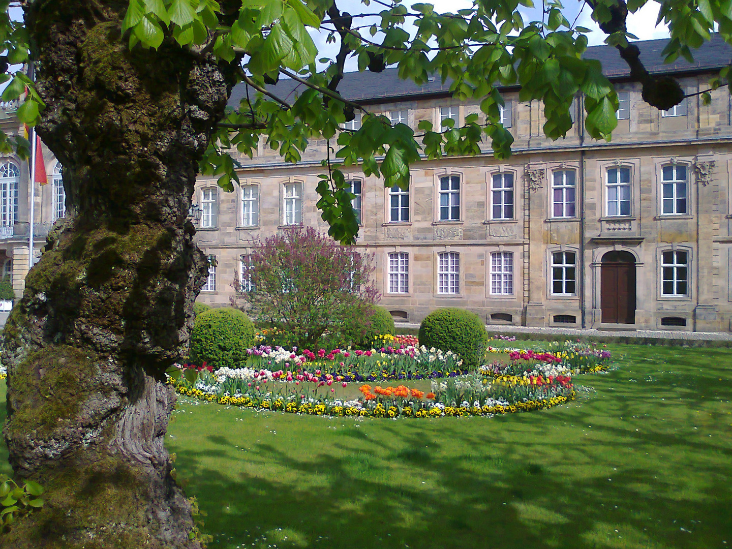 Alter Baum vorm neuen Schloss in Bayreuth am 2.5.2015