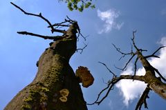 ALTER BAUM WACHSE IN DIE HÖHE