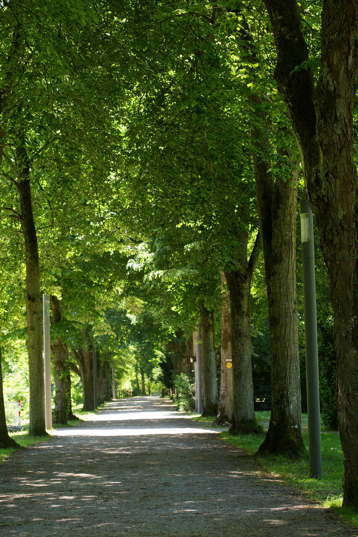 Alter Baumbestand im Kurpark Bad Liebenzell Foto & Bild kurpark, bad