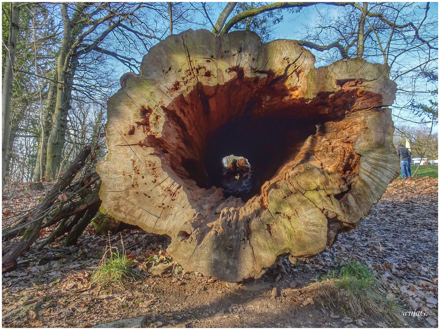 Alter Baumstamm im Wald…