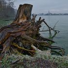 alter Baumstumpf am Schweriner See