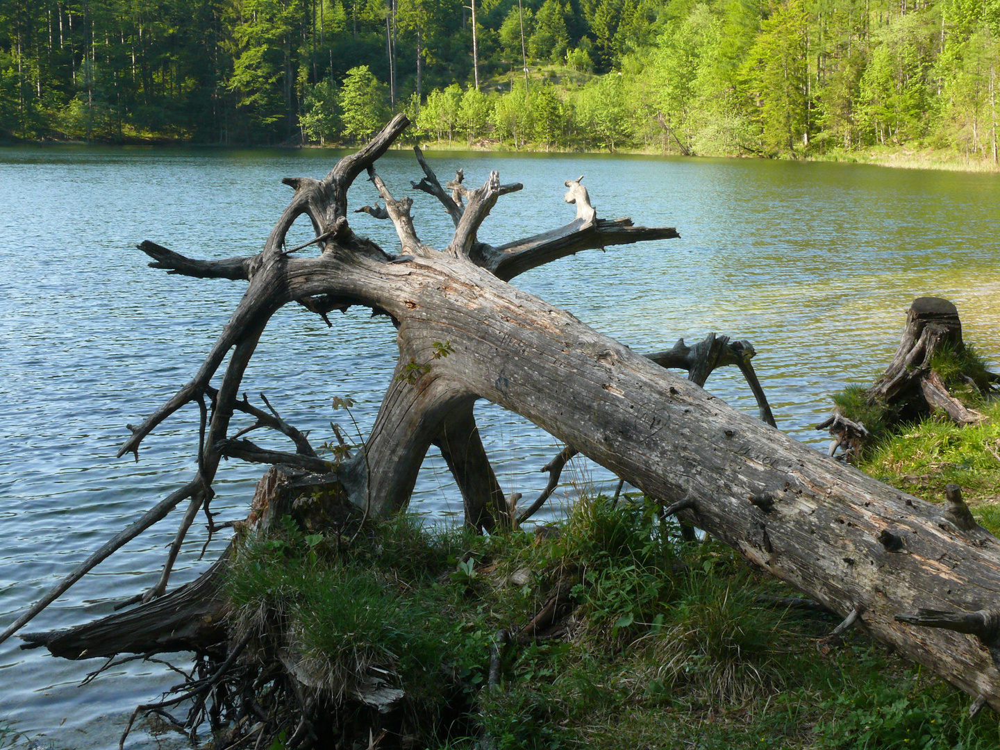 Alter Bekannter am Eibensee