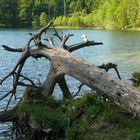 Alter Bekannter am Eibensee