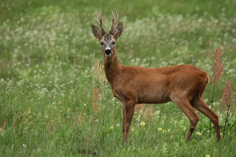 Alter bekannter Bock