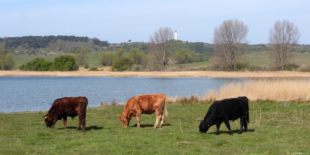 Alter Bessin, Blick zum Leuchtturm Dornbusch auf Hiddensee