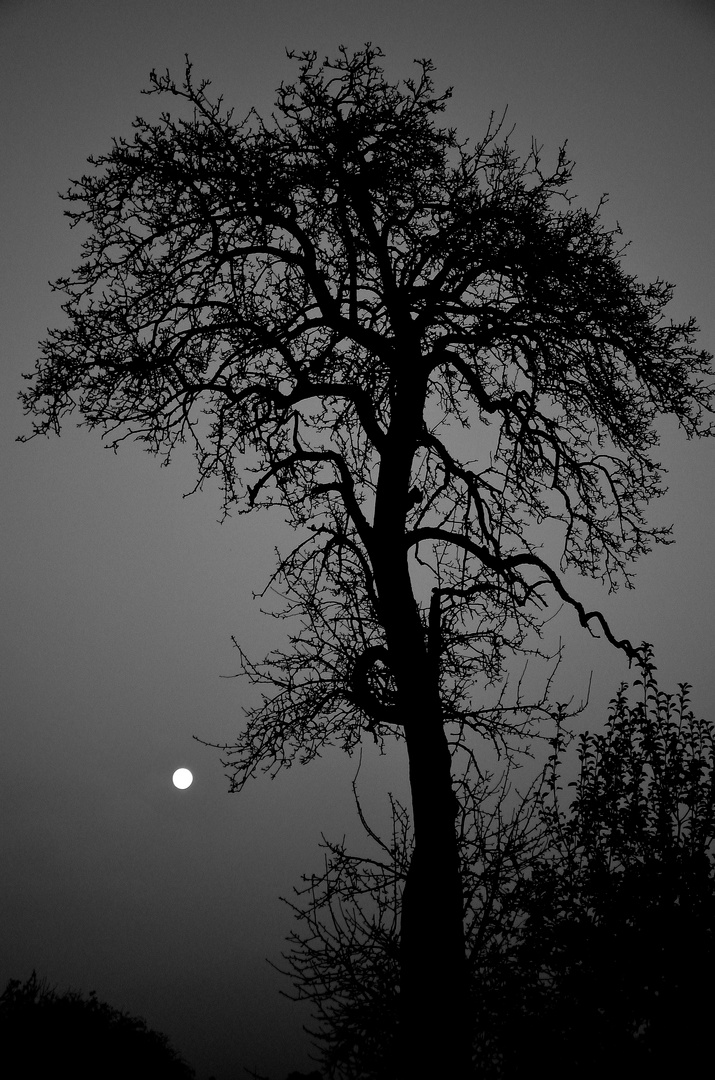 Alter Birnbaum bei Vollmond