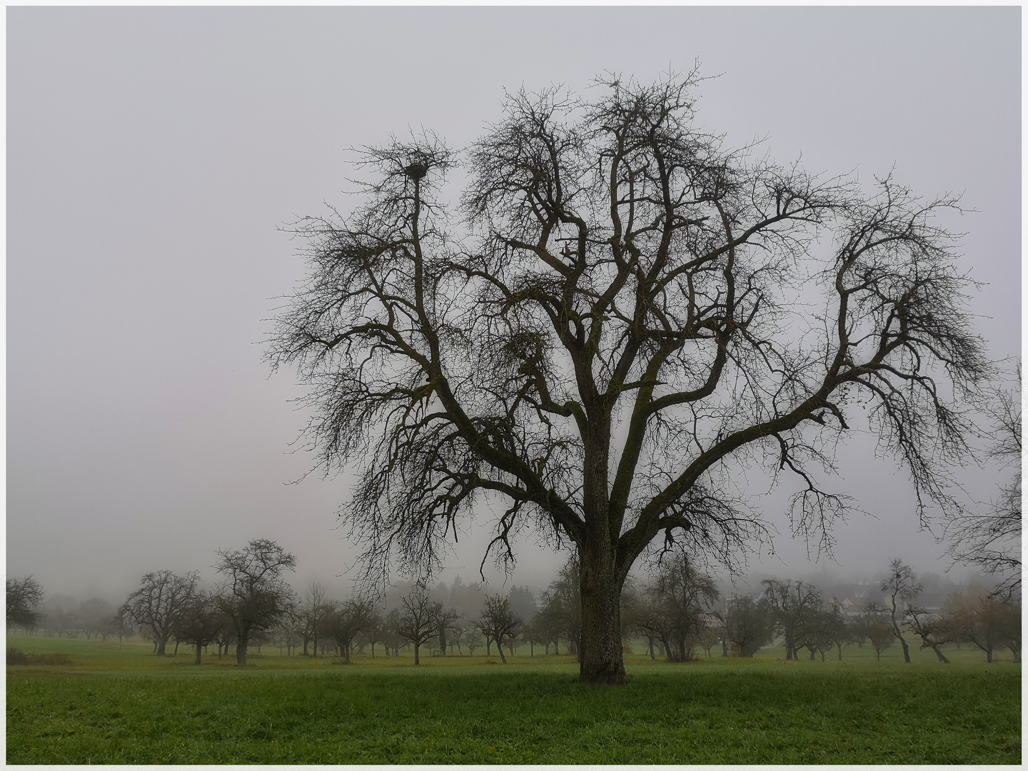 Alter Birnbaum im Herbst