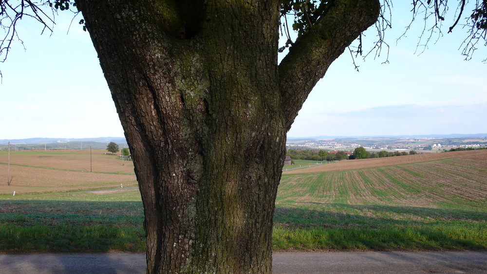 alter Birnbaum mit Blick aufs Land