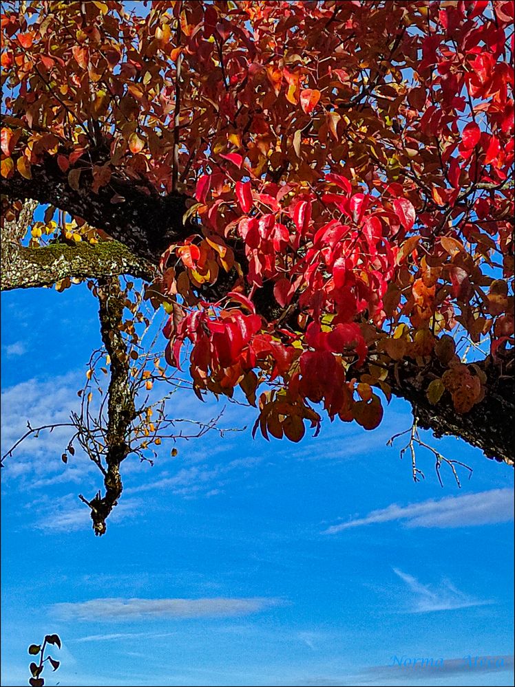 Alter Birnenbaum im Herbst 