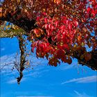 Alter Birnenbaum im Herbst 