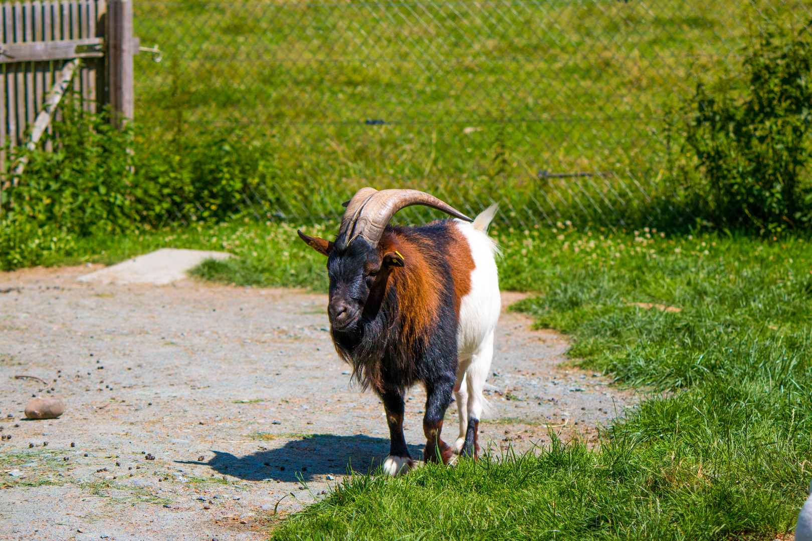 Alter Bock