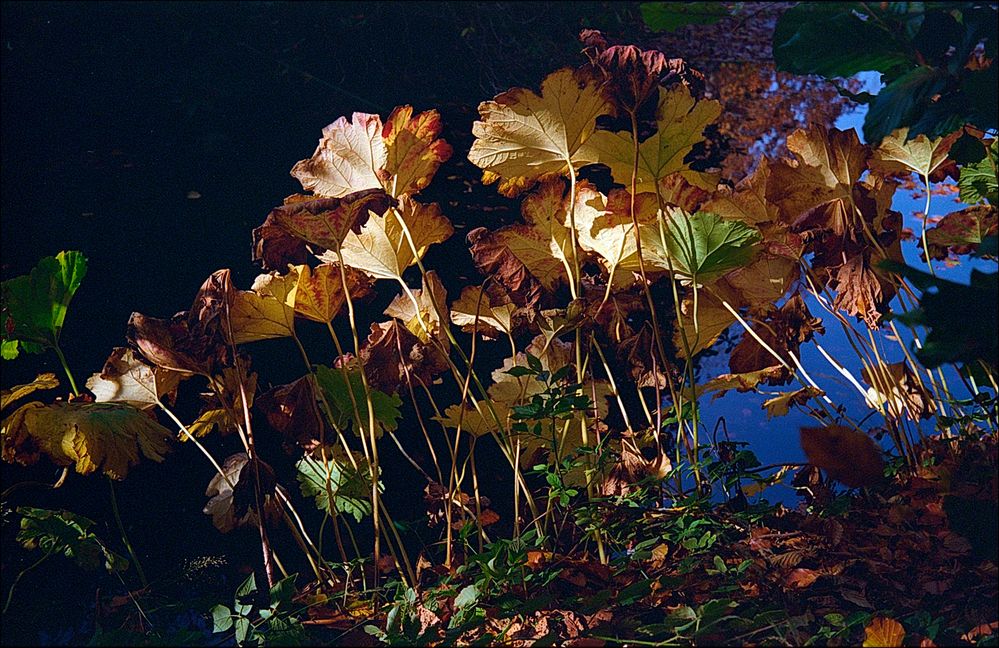 alter botanischer Garten