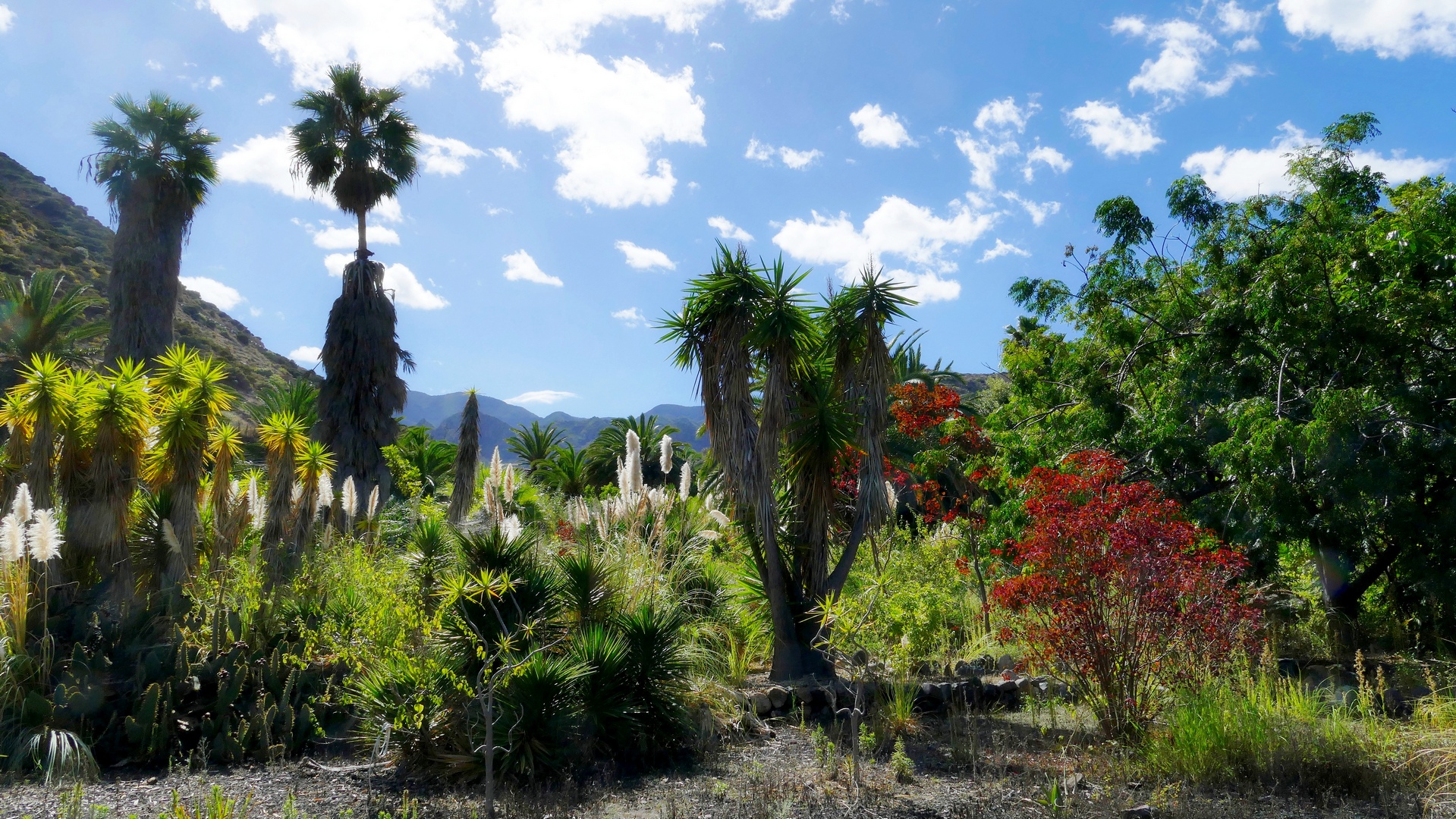 Alter botanischer Garten - La Gomera