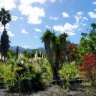 Alter botanischer Garten - La Gomera